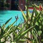an outdoor pool & a casual eatery
