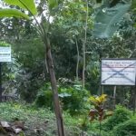 Benda Cagar Budaya Jonggrangan