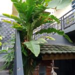 Crown Guest House