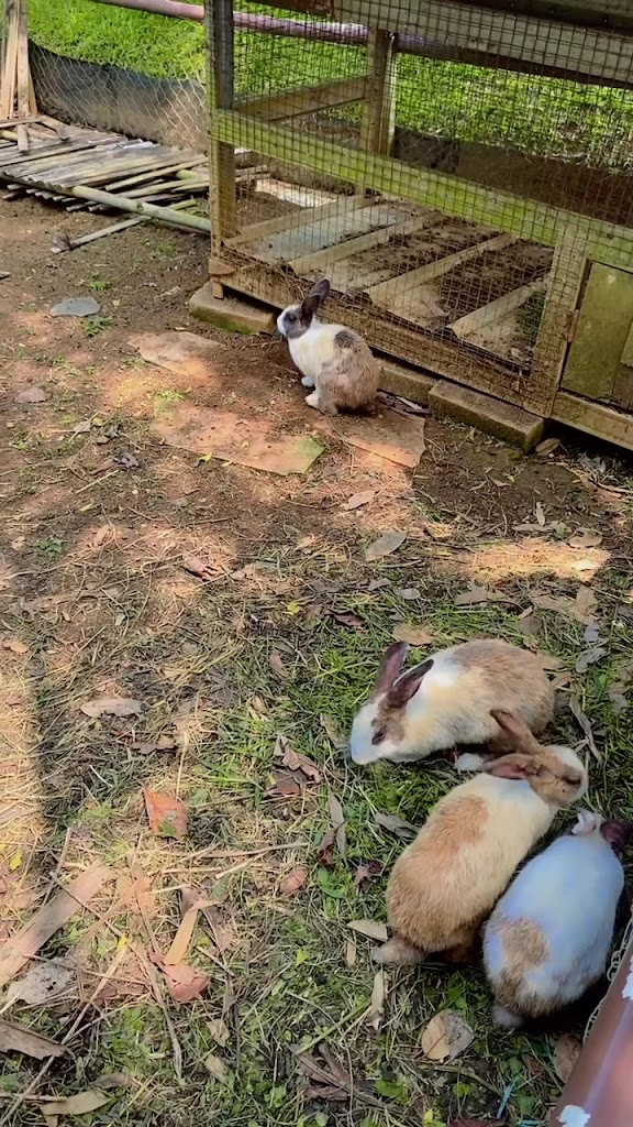 Kampung Halaman Villas menghadirkan pemandangan Sawah dan Pegunungan yang dapat terlihat oleh mata pengunjung dan merasa suasana yang sejuk serta sunyi sehingga cocok untuk menjadi tempat tujuan destinasi wisata.