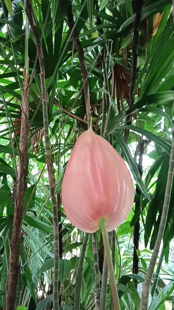 Relaxed quarters in an informal resort offering a restaurant