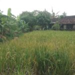 Kencong