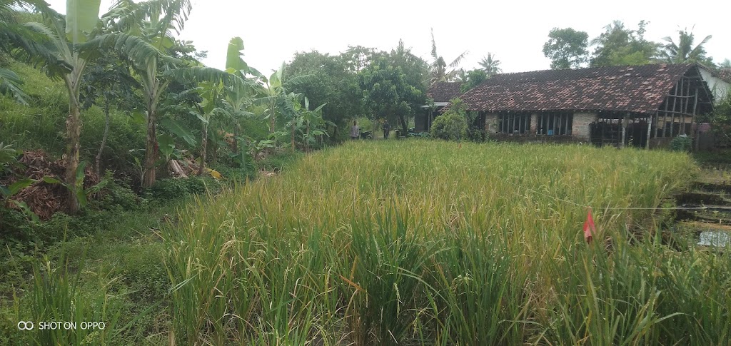 Kencong