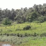 Shree Shantadurga Saunsthan is a Hindu temple located 30 km away from Panaji at the foothill of Kavale village in Ponda Taluka