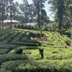 Taman Labirin Wanawisata Baturraden