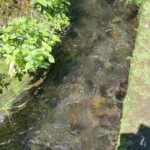 Telaga Sunyi Baturaden adalah sebuah destinasi wisata alam yang terletak di kawasan Baturaden