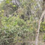 রকুটিয়া