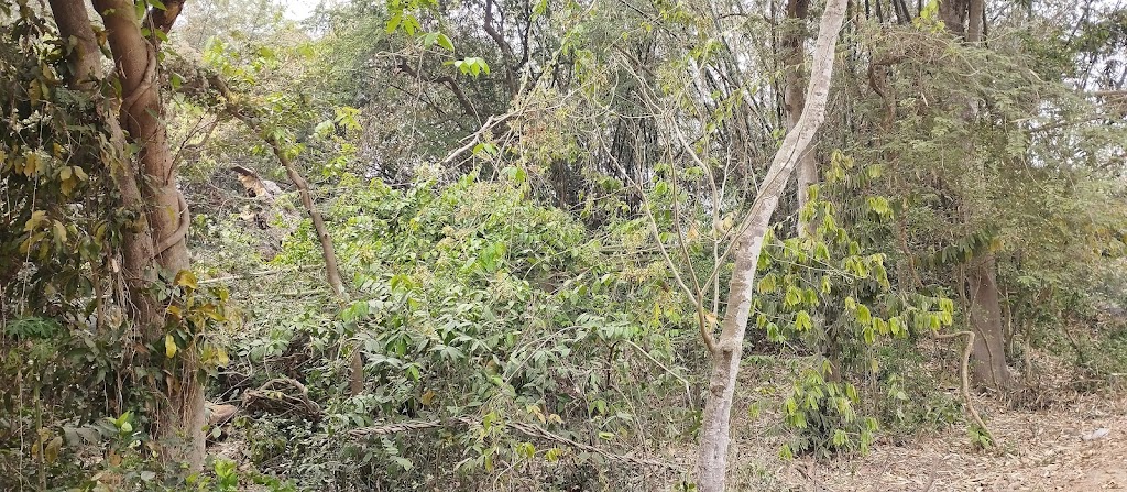 রকুটিয়া