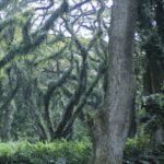 Walks on footpaths shaded by the branches of towering trees