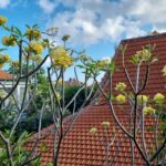 Diuma Residence Yoga Meditation Retreat and Healing Center