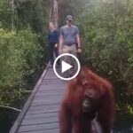 Orangutan tour / Tanjung Puting tour by VARADA BORNEO is a Travel Agency and Tourist Attraction that provides exceptional Wildlife Tours and Rainforest Adventures in Indonesia. Our specialty is Orangutan Watching and Jungle Trekking in the stunning Tanjung Puting National Park. Our experienced guides will take you on a Kalimantan Tour