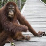 Orangutan Tour in Tanjung Puting by Varada Borneo
