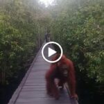 Join our exciting Wildlife Tours and go on a Rainforest Adventure to spot the fascinating Orangutan in their natural habitat. Experience the best Jungle Trekking and explore the breathtaking Tanjung Puting National Park on our guided Kalimantan Tour. As a responsible eco-tourism operator