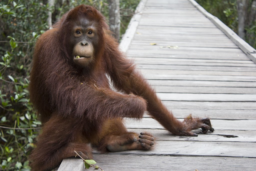 Orangutan Tour in Tanjung Puting by Varada Borneo