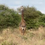 Safaris are available at this hot spot for varied flora & fauna
