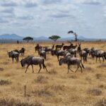 Tarangire National Park