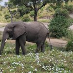 especially baobabs & elephants.